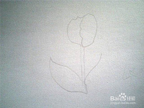 简笔画郁金香的画法: