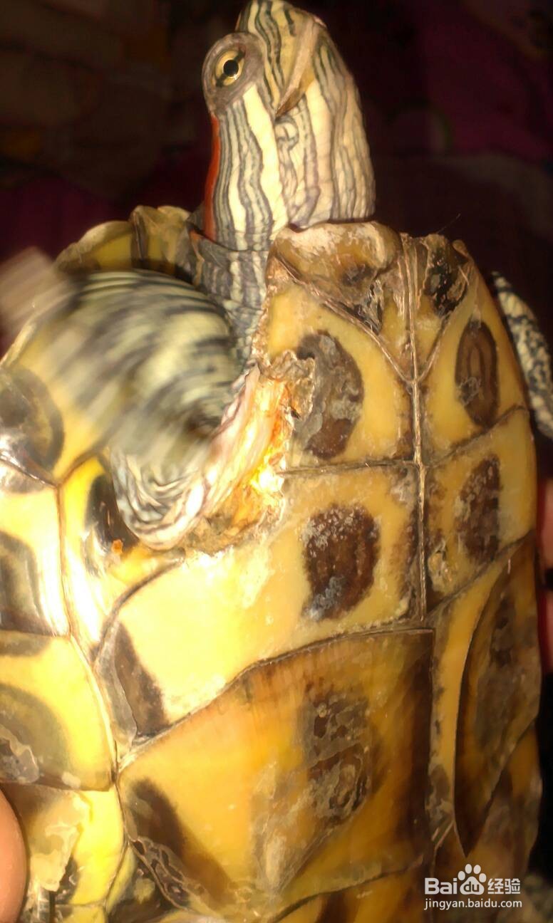 乌龟壳烂了怎么治疗