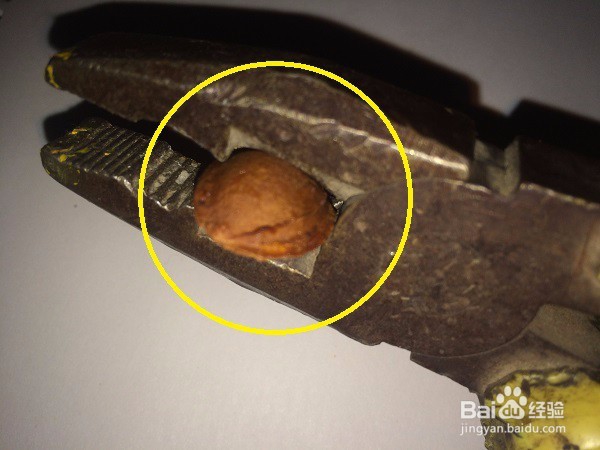 用什么工具给甜杏仁剥壳