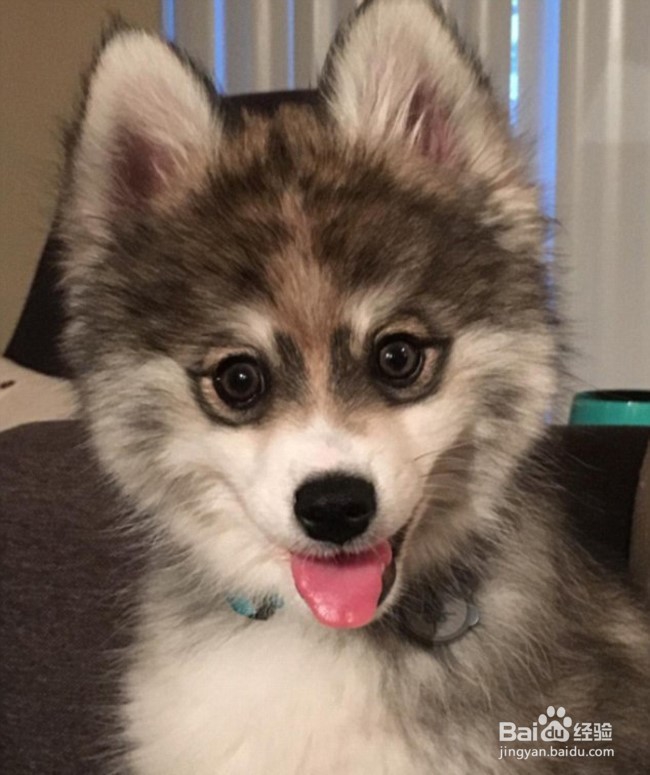 颜值超高的诺曼，想要一个嘛