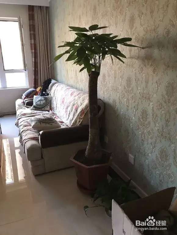 选盆很关键,4种花用小盆“挤着养”,才长得旺