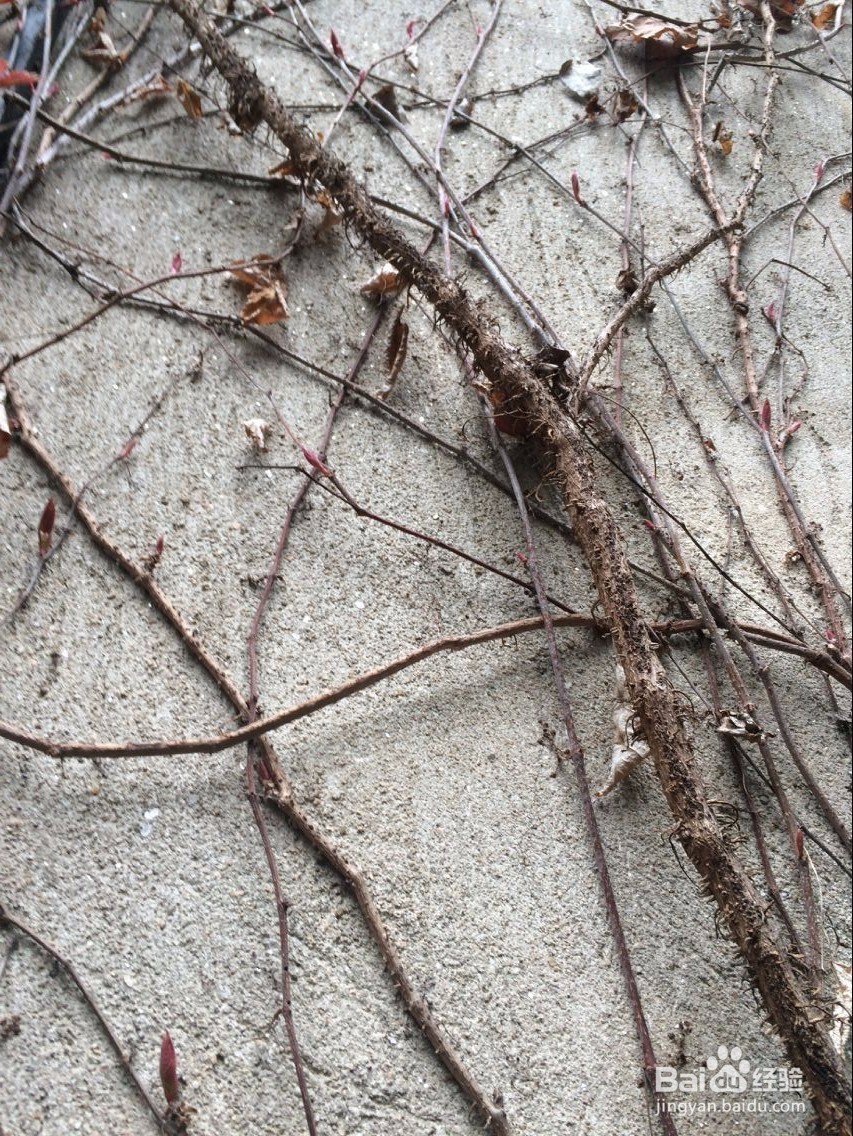 怎么用滕条做绳索