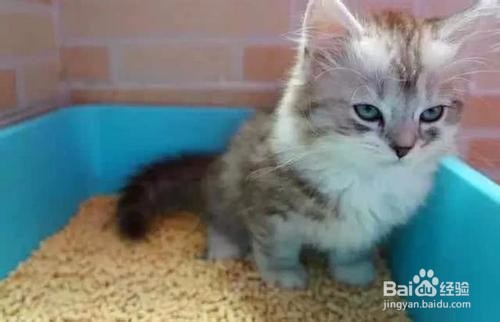 新手养猫要考虑哪些问题呢