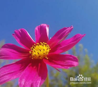 绣球花怎样养植