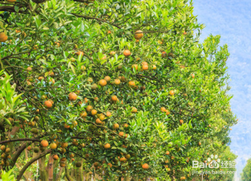 橘子树苗如何种植