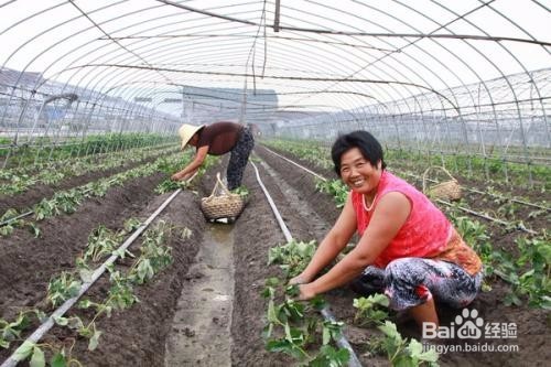 草莓如何种植呢？