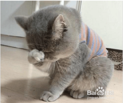 猫咪精神不好食欲不振怎么办