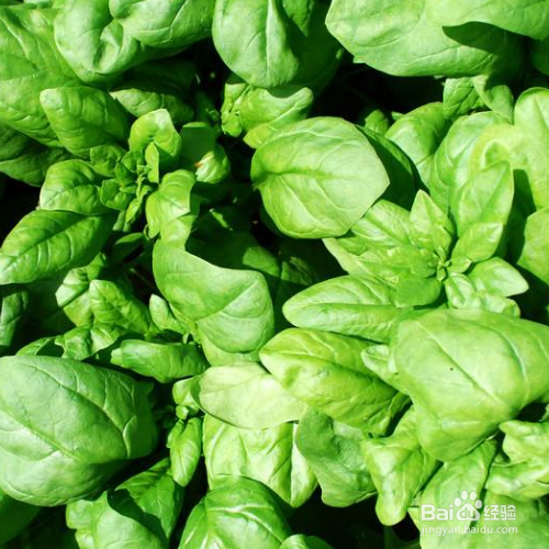 菠菜种植的时间和方法