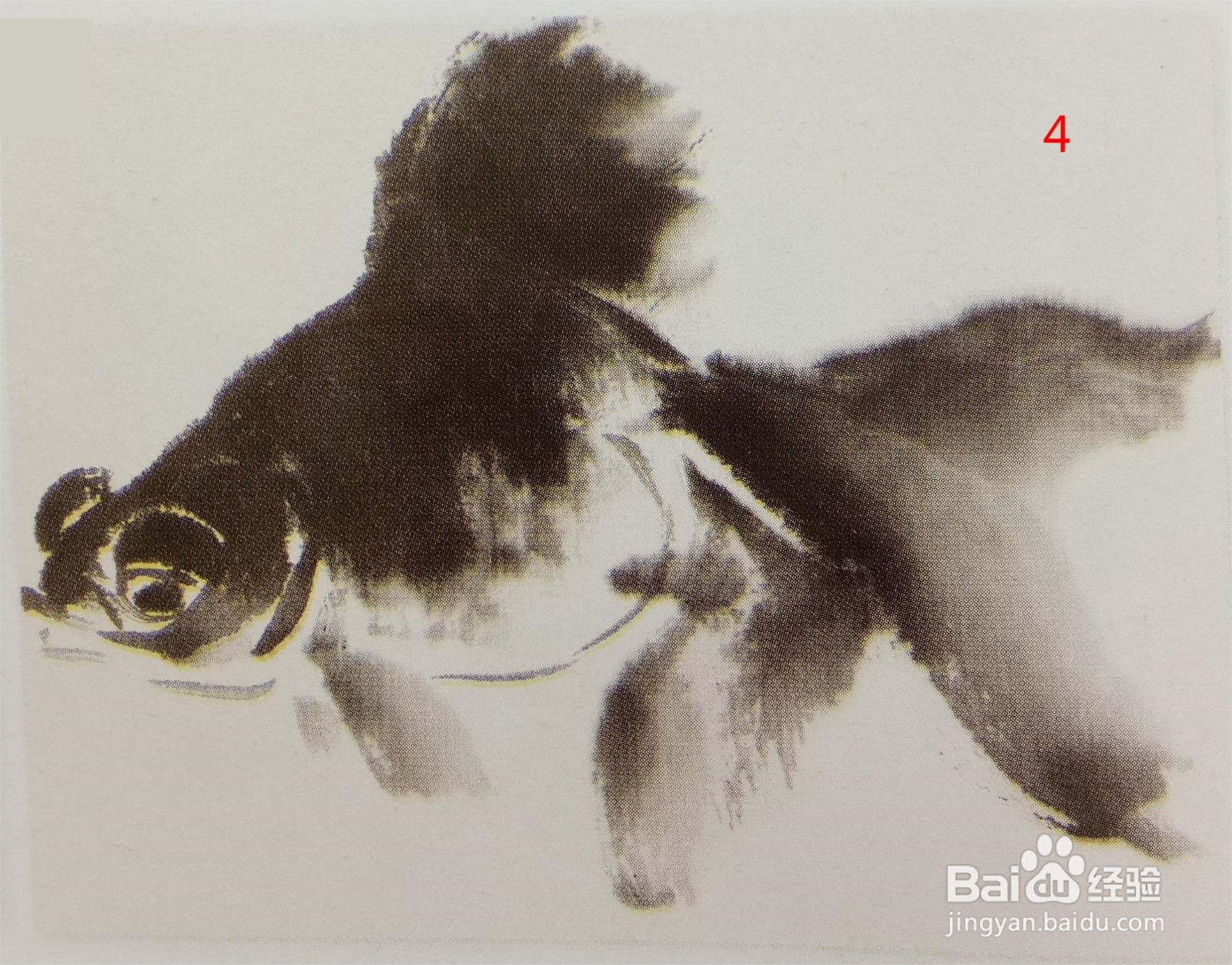 国画:侧面金鱼的画法