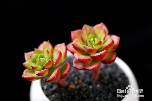 冬天多肉叶片扦插方法