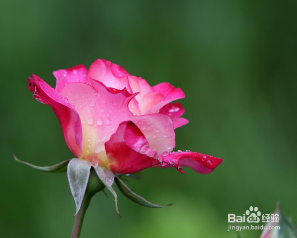 月季树的嫁接方法及之后的管理？