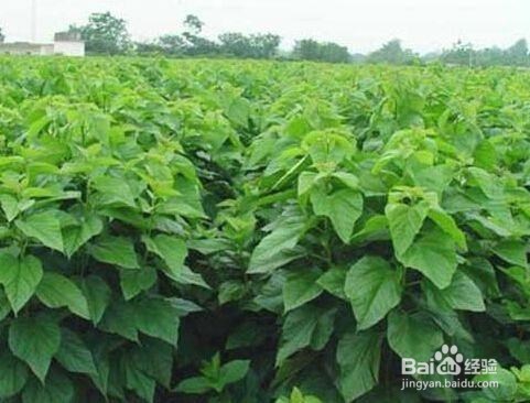 如何改善女人月经量少的情况