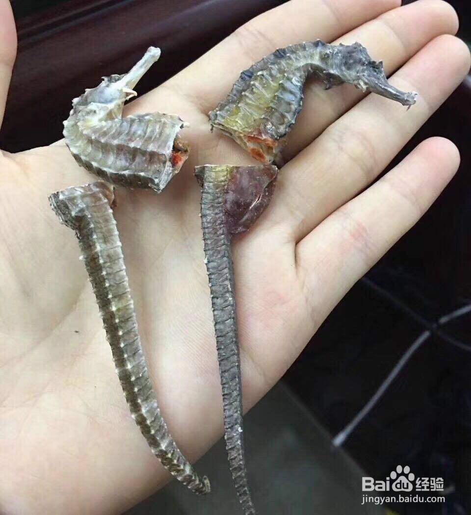 你知道海马的功效与作用吗