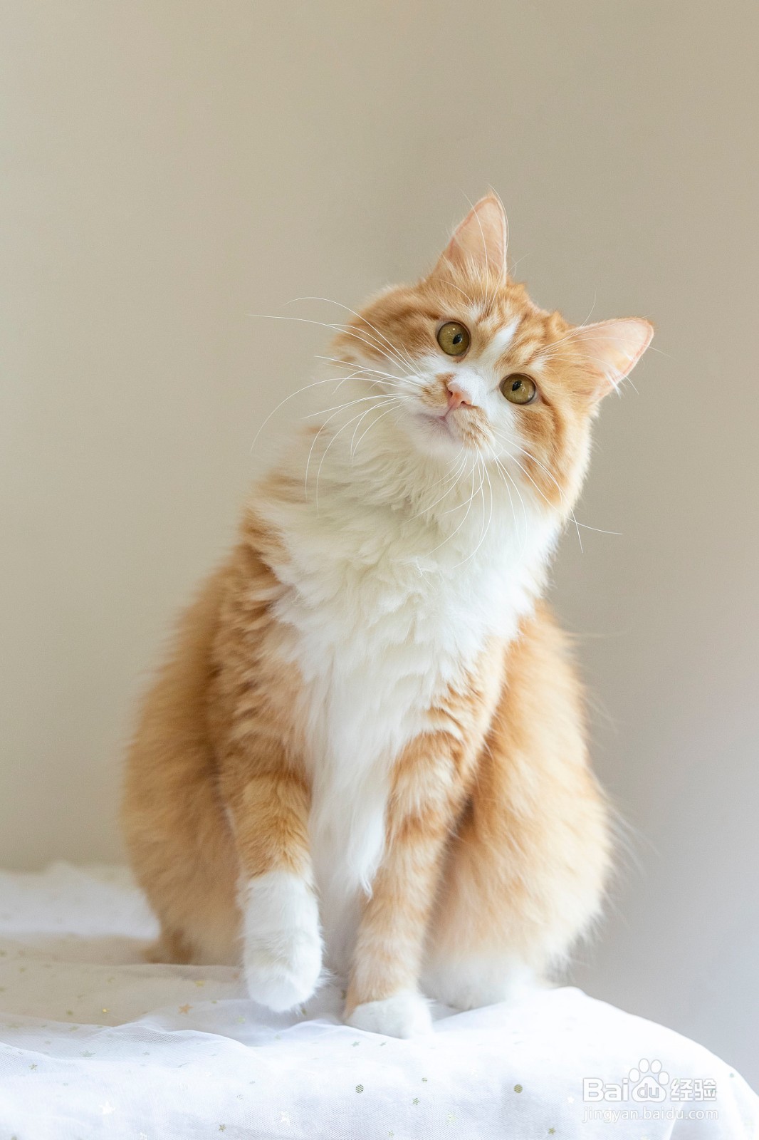 猫咪化毛膏和猫草哪个好