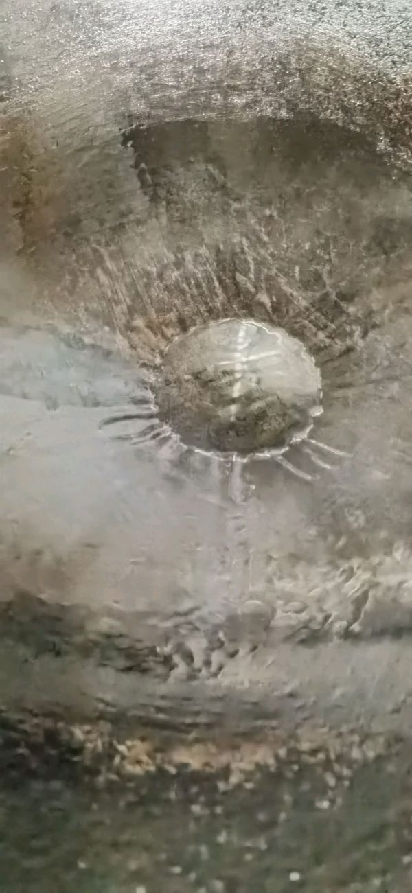 五花肉南乳炆莲藕