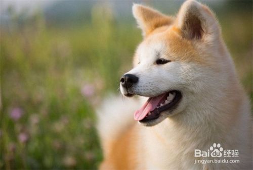 秋田犬掉毛怎么办 百度经验