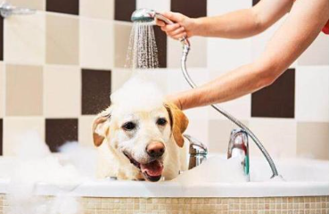 给宠物狗洗澡流程和注意事项