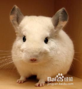 终于知道龙猫的正确抱法了，难怪之前.....