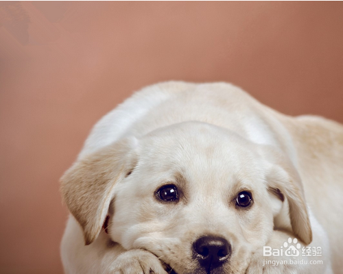 如何喂养出健康的小狗狗