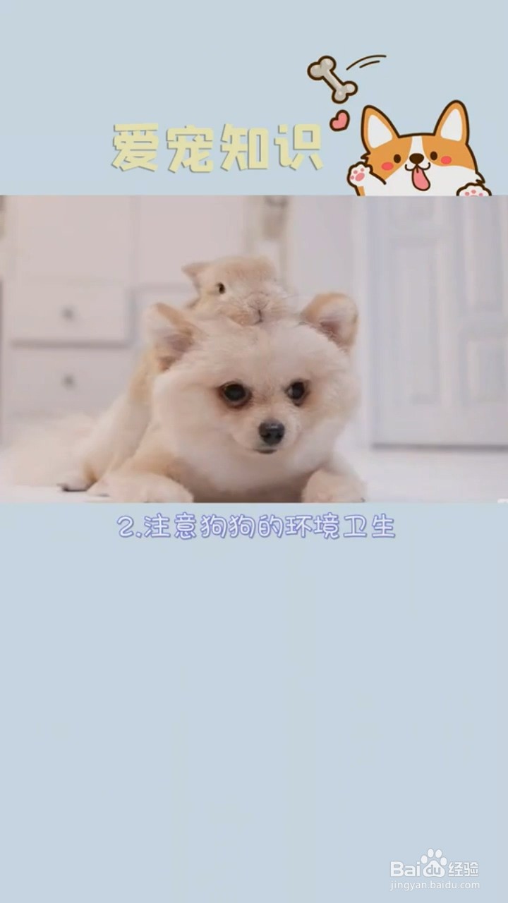 如何减少狗狗的泪痕？