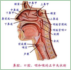 打鼾的治疗方法