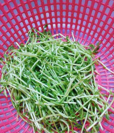 豆苗鸡蛋汤的制作步骤