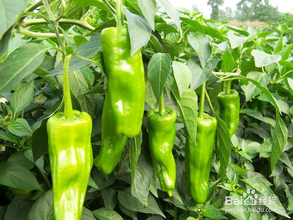 预防圆椒茎基腐病