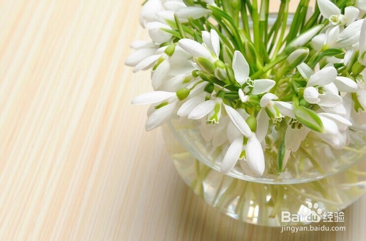 如何让鲜花的花期保存得更久