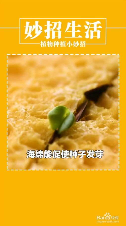 植物种植小妙招