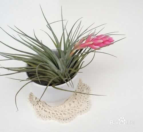 一养就容易上瘾的绿植,养护简单卫生