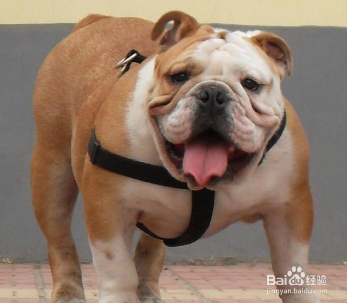 斗牛犬好养吗