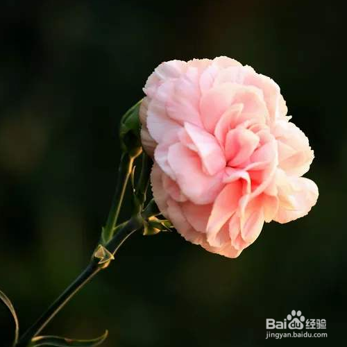 栽种康乃馨需要注意哪些？