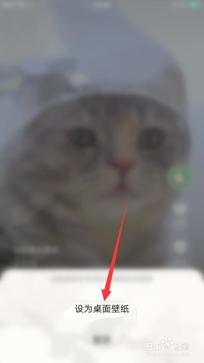 手机怎么设置喵斯快跑动态壁纸