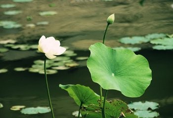 如何度过炎热的夏天