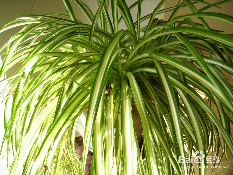 装修容易引发的室内病——甲醛中毒