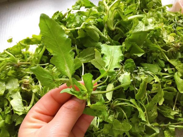 荠菜猪肉馅手工饺子