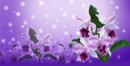 不同种类花的花语