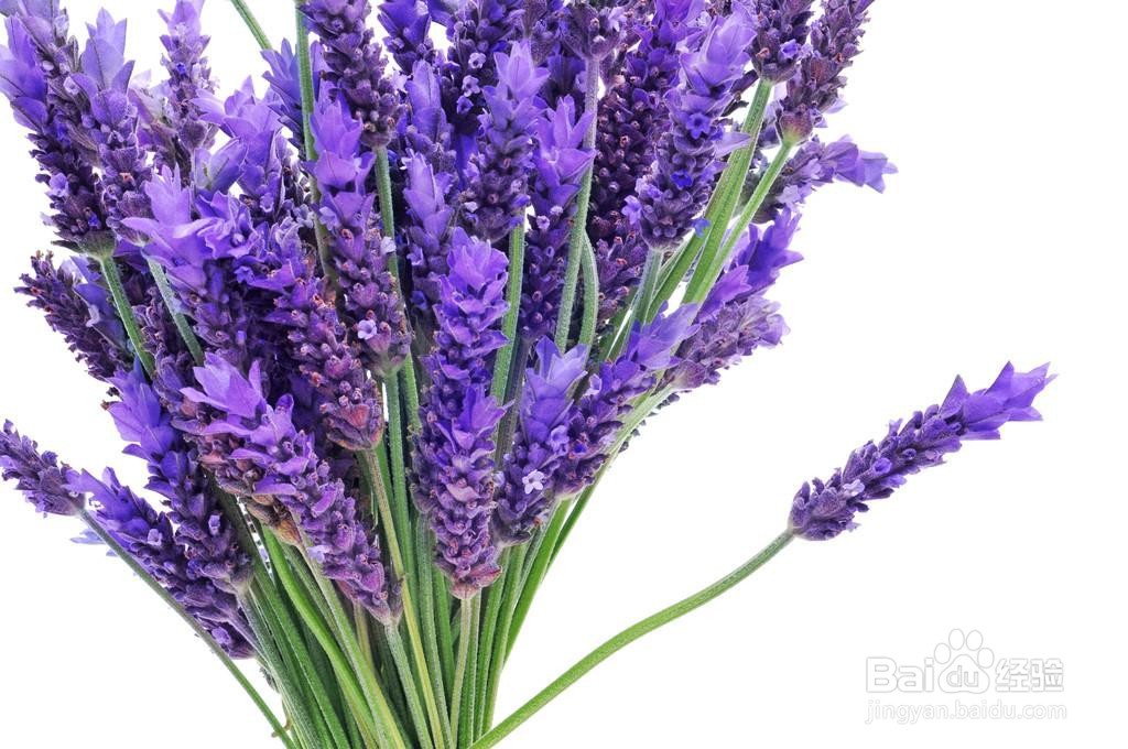 薰衣草精油洗脸方法