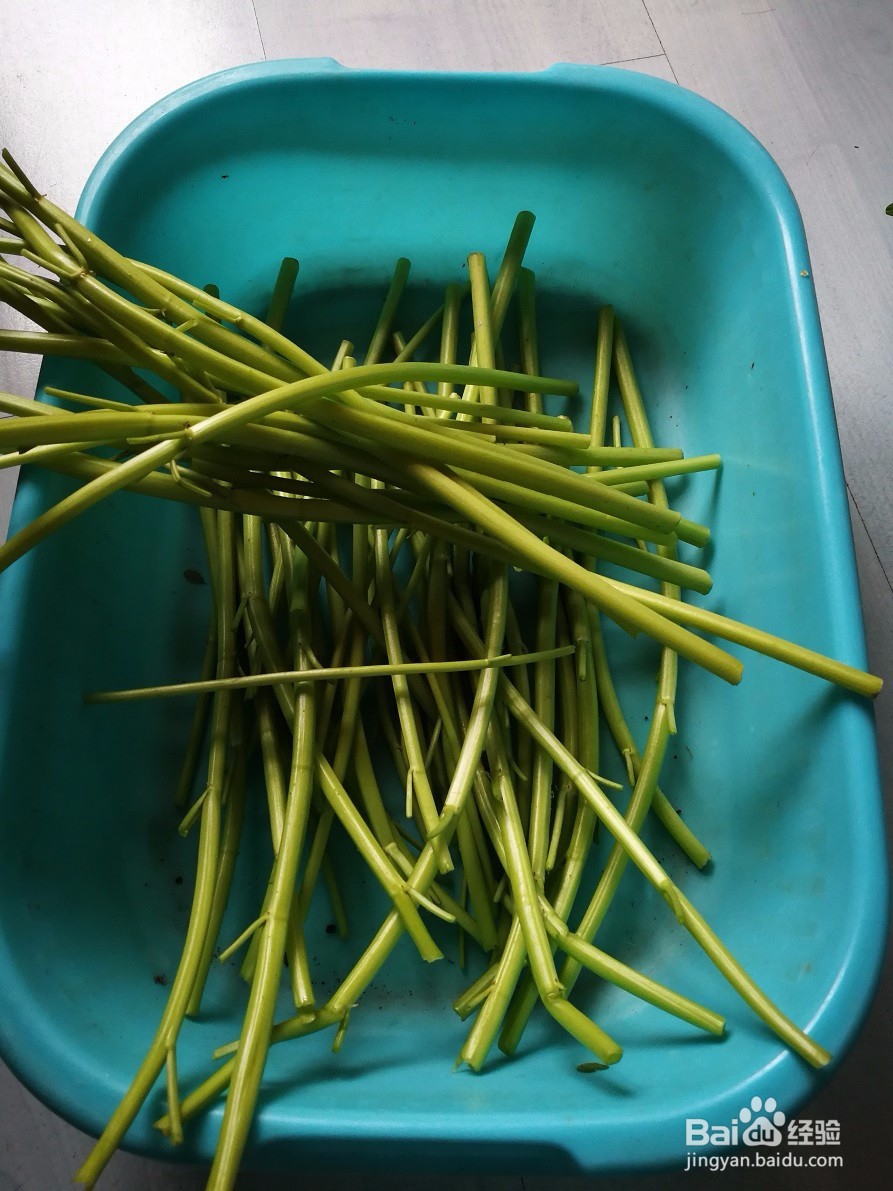 我家的私房菜-人人喜欢-清炒空心菜叶