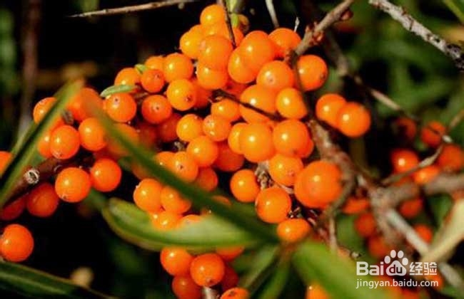 沙棘粉的功效与作用及食用方法