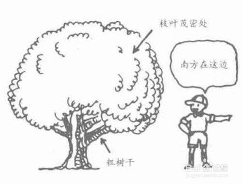 手机没电没信号,在户外怎么辨别方向