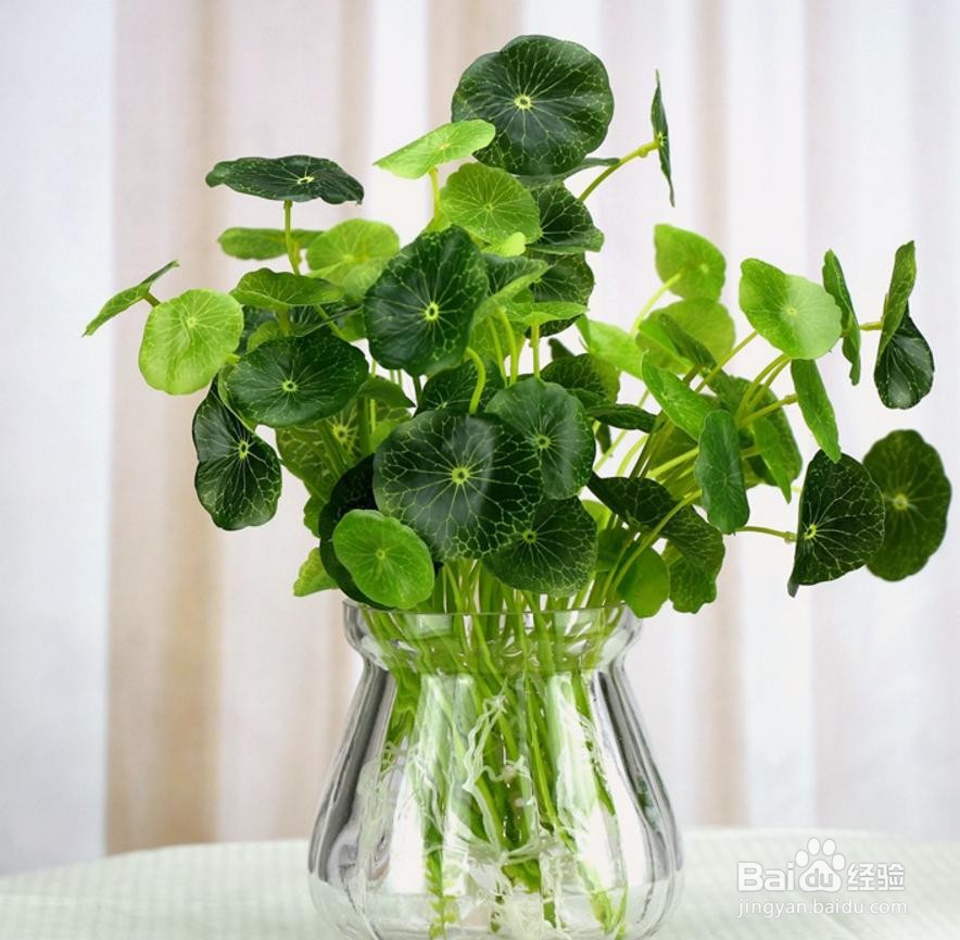 养猫能养什么植物