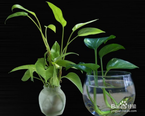 水养绿萝如何养鱼