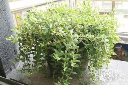 我们养的这些花农村到处都是