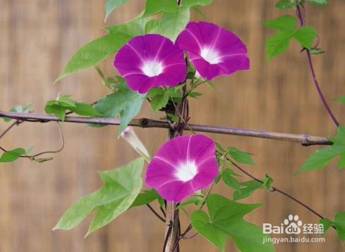 牵牛花怎么支撑