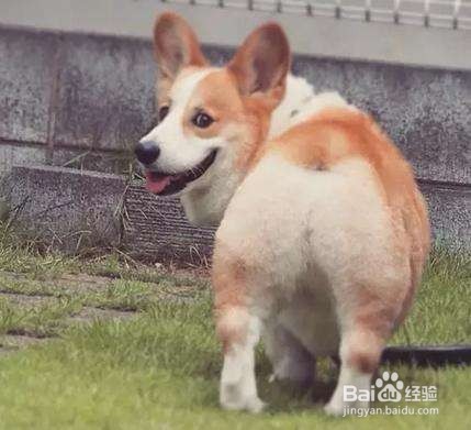 为什么宠物老有异味