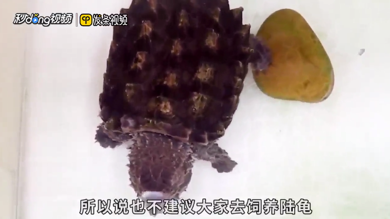 观赏龟有哪些品种