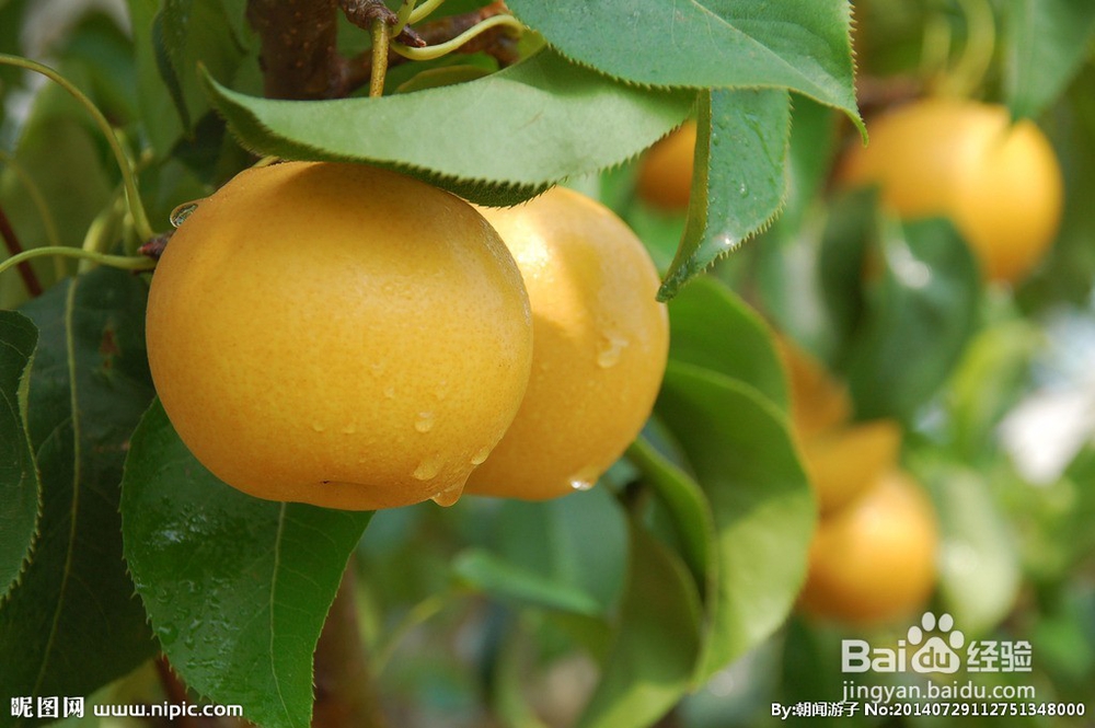 感冒了吃什么蔬菜/食物好？