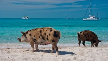 想去巴哈马旅游,有什么旅游攻略呢?