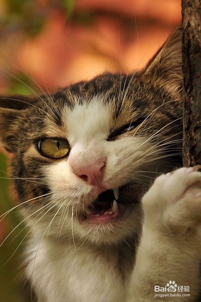 被猫抓伤怎么办